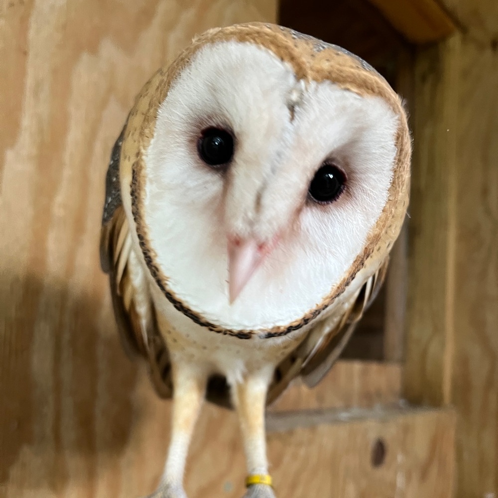 Meet your Posher, Karen